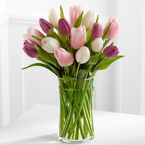 Hoa tulip, loài hoa mang thông điệp tình yêu ngọt ngào