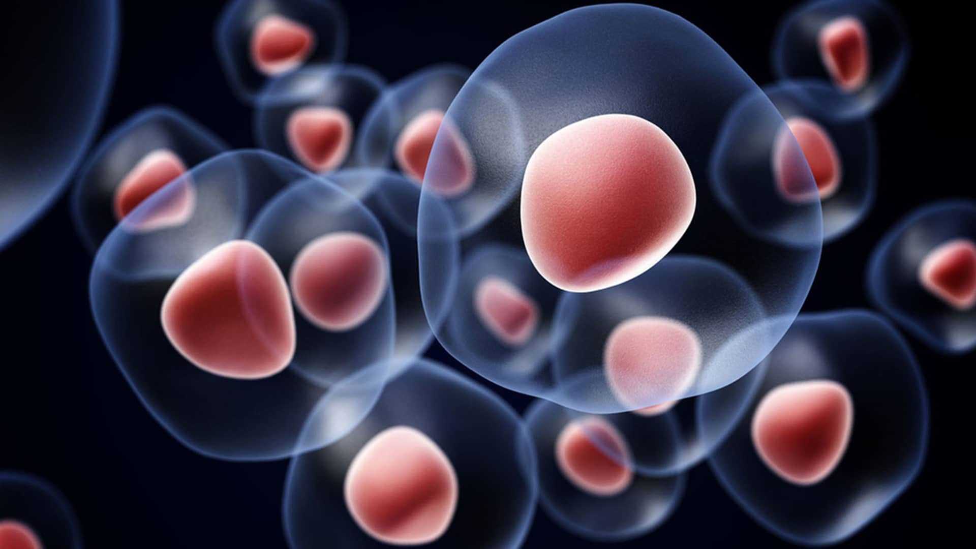 Hình ảnh mô phỏng các tế bào gốc