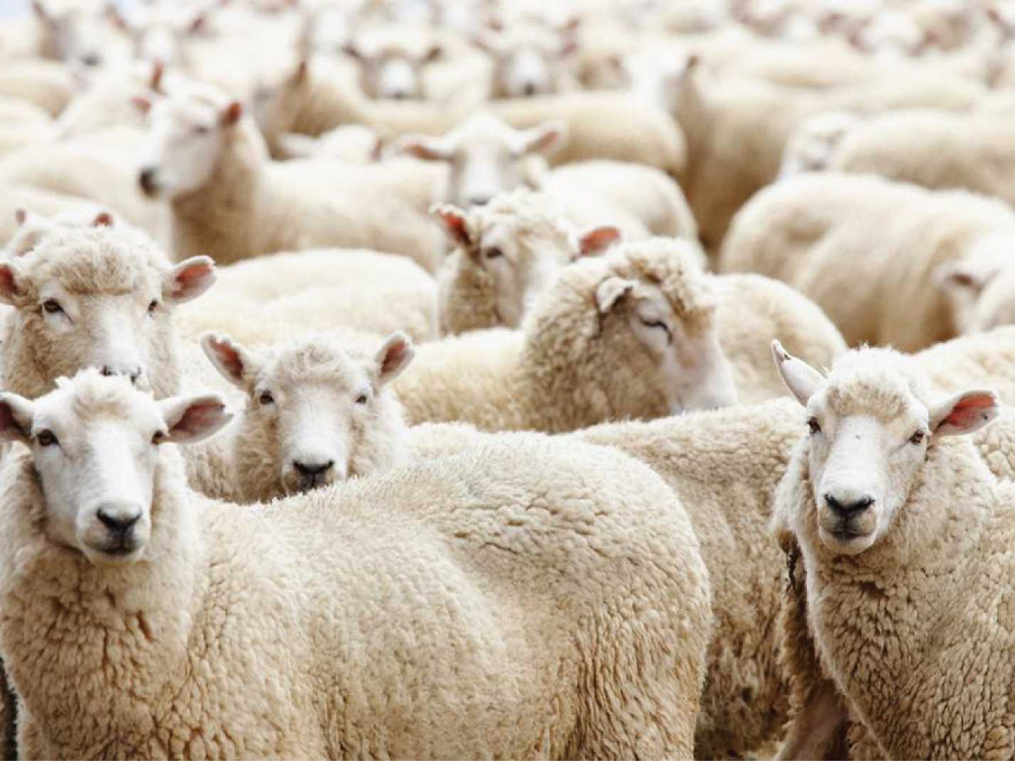 Nhau thai từ cừu chứa rất nhiều dưỡng chất quý giá